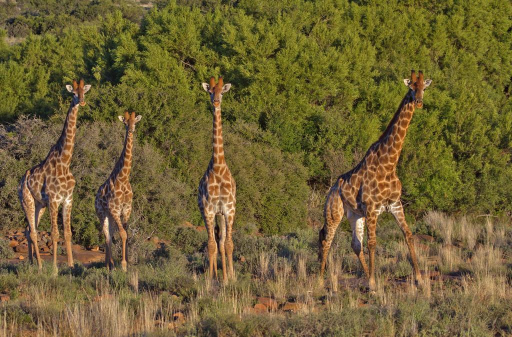 Lemoenfontein Guest House Beaufort West Luaran gambar